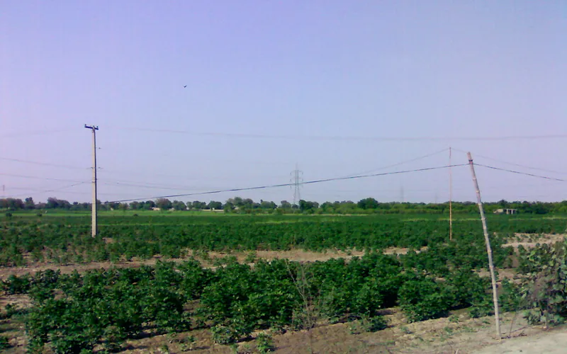 Cultivated Land of Dadu - panoramio