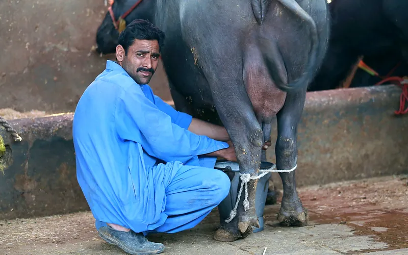 A farmer in a blue outfit milking a buffalo at a farm in Karachi, Pakistan, Sindh