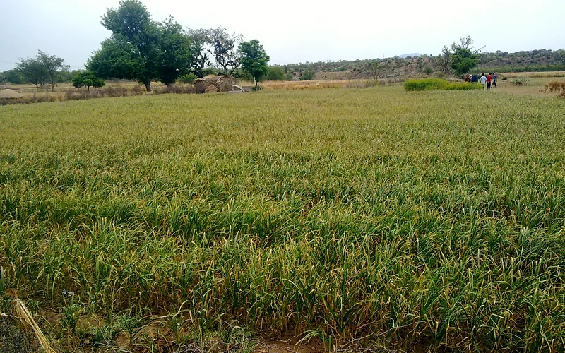 Hayan Mughlan, field in Sohawa tehsil, Jhelum District, Punjab, Pakistan - panoramio