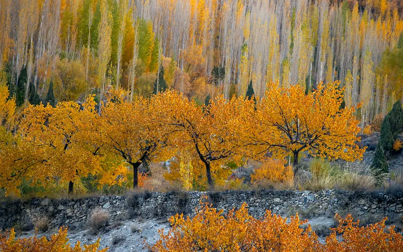 Breathtaking autumn view in Hunza Valley with vibrant orange foliage capturing the essence of Pakistan's natural beauty, Gilgit-Baltistan