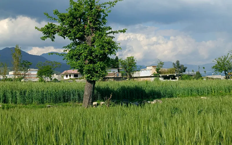 Lush green fields and a solitary tree in Ouch village, Khyber Pakhtunkhwa, beneath cloudy skies, Khyber Pakhtunkhwa