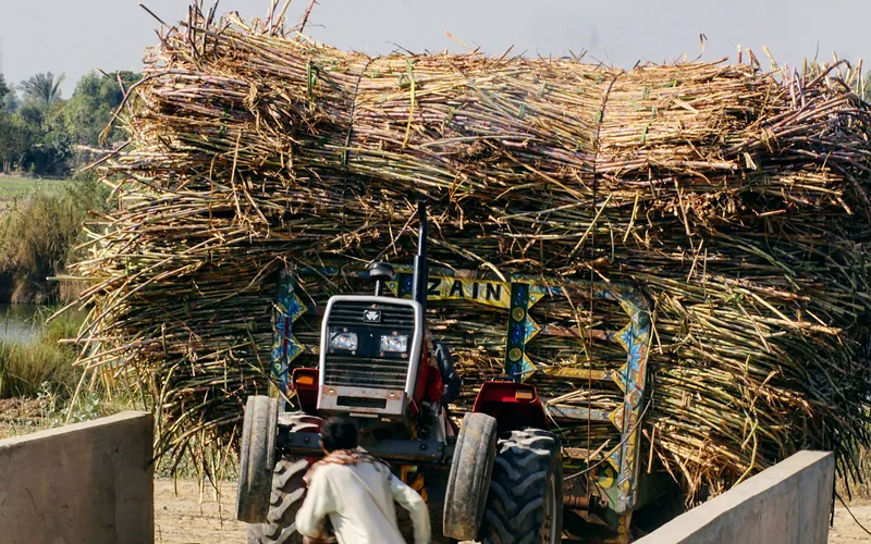 A tractor loaded with sugarcane on a rural road in Mehmood Kot, Punjab, Pakistan, Punjab