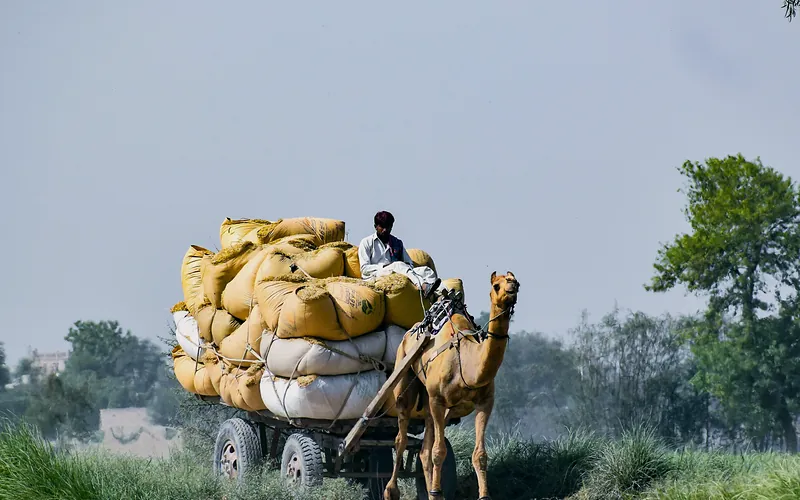 A camel pulling a heavily loaded cart in the rural area of Kandiāro, Sindh, Pakistan, Sindh