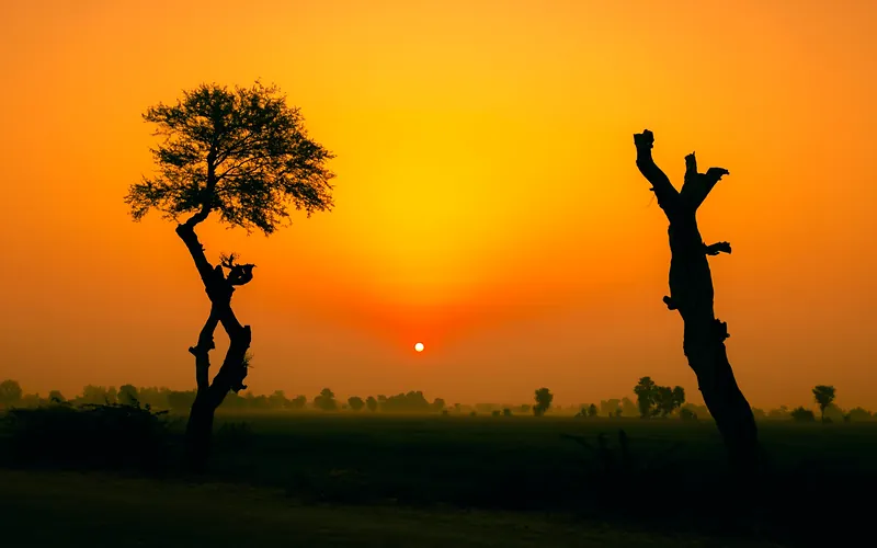 Captivating golden sunset with silhouetted trees in Ratta Kalan, Punjab, Pakistan, Punjab