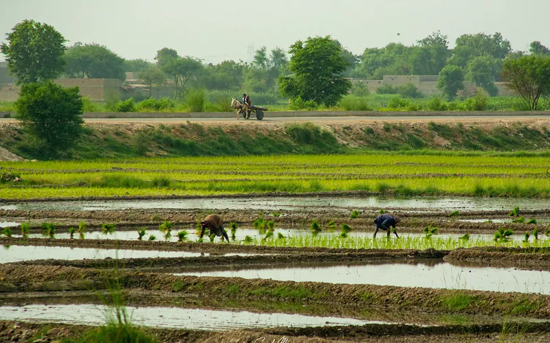 Farmers tending to rice fields in Kandiāro, Sindh under clear skies, Sindh