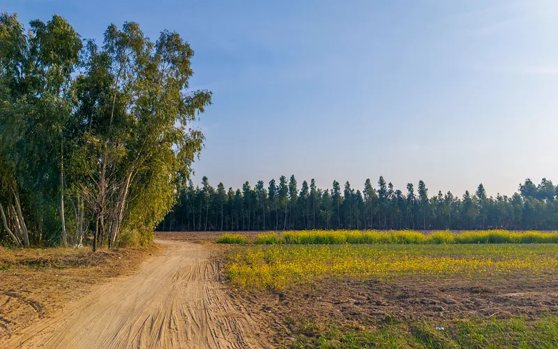 Vibrant rural landscape in Hazro, Punjab with fields and trees under a clear sky, Punjab